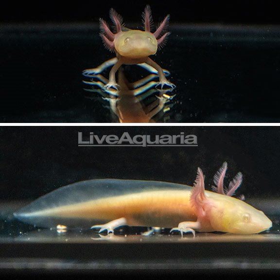 Albino Axolotl, GFP