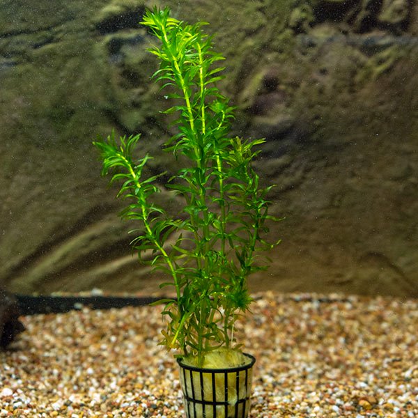 Anacharis