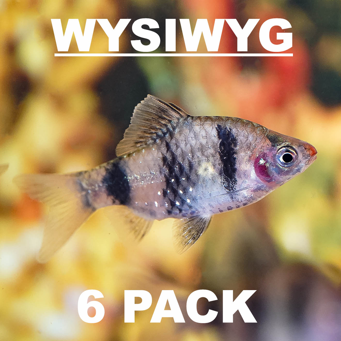 Black Ruby Barb 6-Lot .75" to 1.25" WYSIWYG