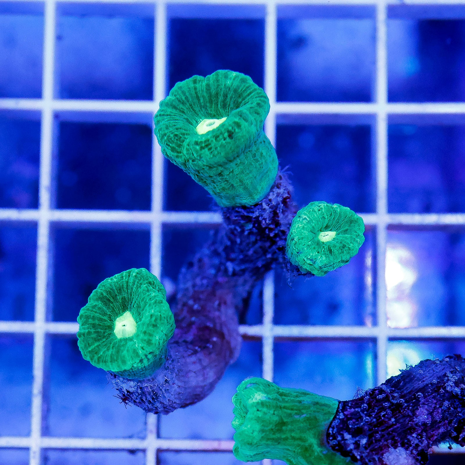 Candy Cane Coral 1.5" WYSIWYG