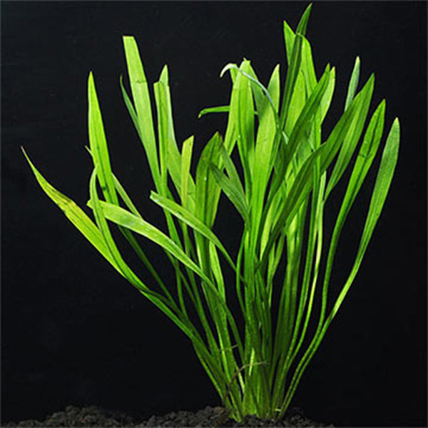 Chain Sword - Narrow Leaf