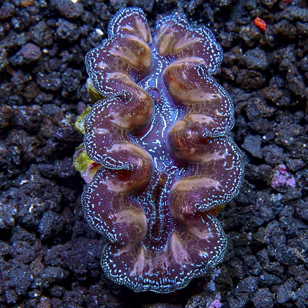Crocea Clam, Multicolored. Aquacultured
