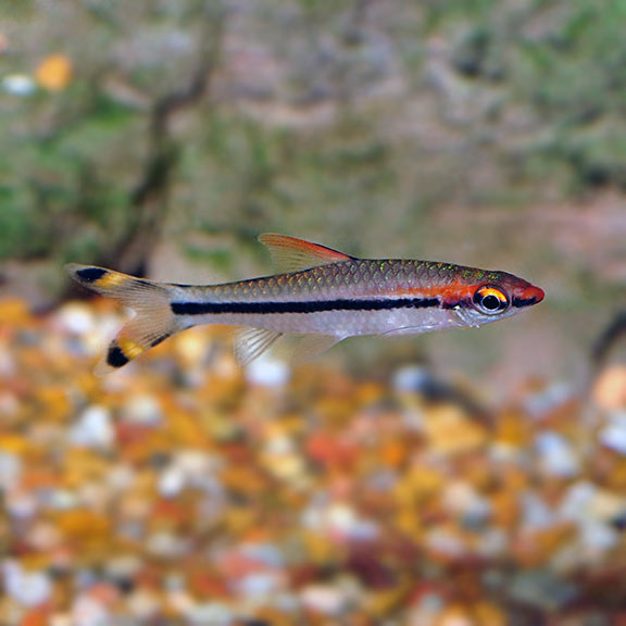 Denison Barb