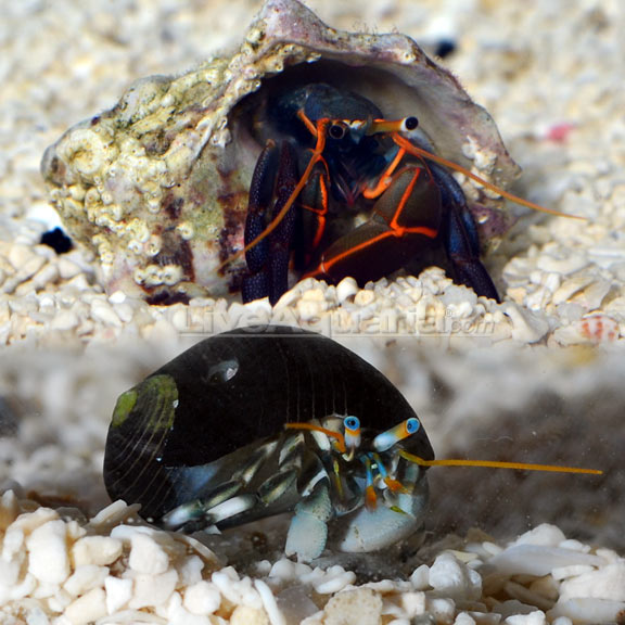 Dwarf Zebra/Orange & Black Hermit Crab