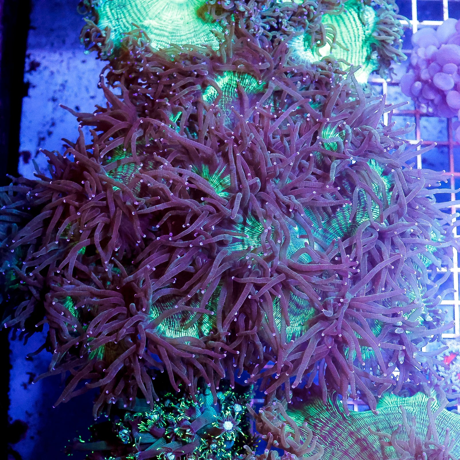 Elegance Coral 5" WYSIWYG