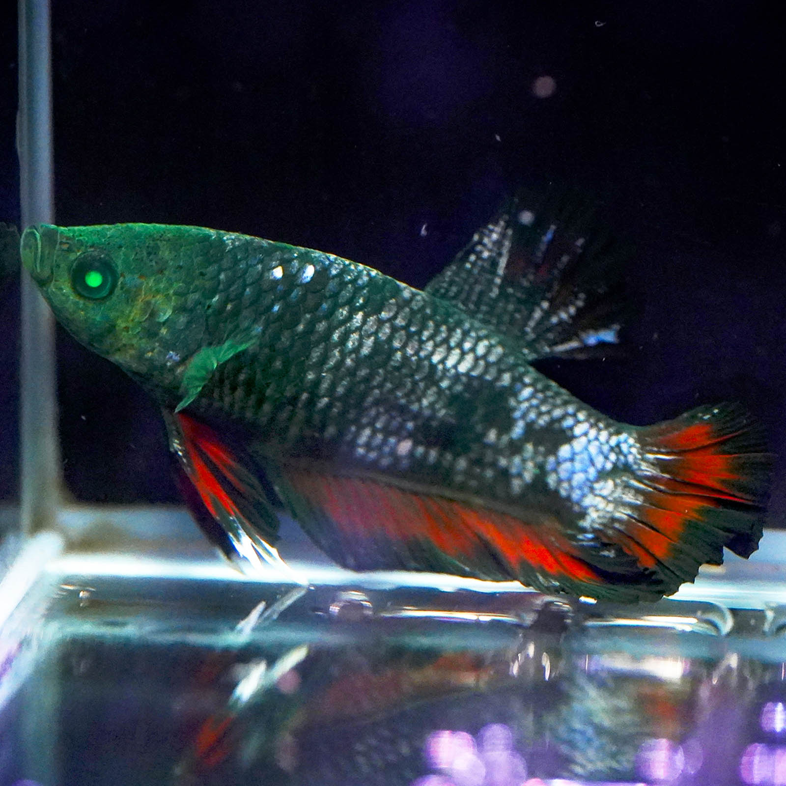Emerald-Eyed Phantom Betta - Green, Blue & Red Doubletail Plakat WYSIWYG