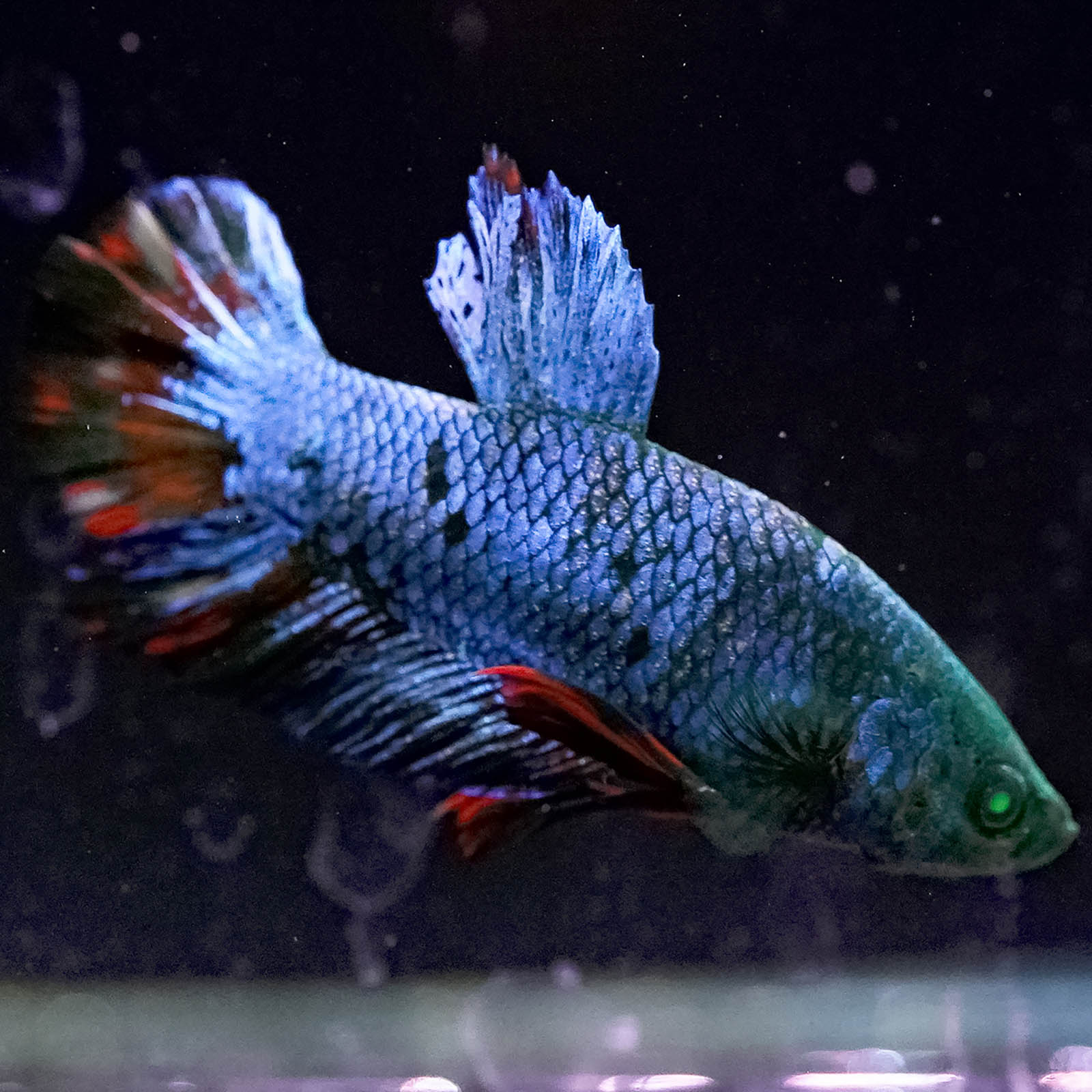 Emerald-Eyed Phantom Betta - Green, Blue & Red Doubletail Plakat WYSIWYG