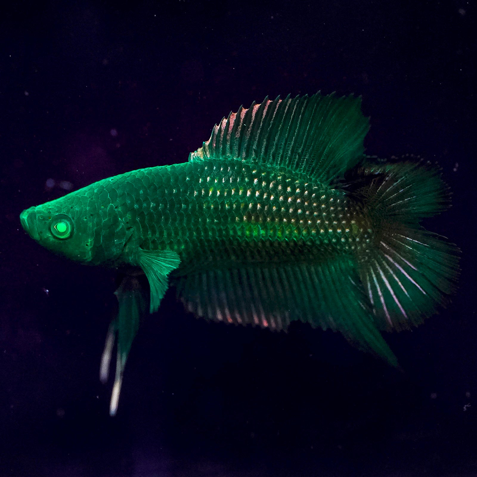 Emerald-Eyed Phantom Betta - Green Doubletail Plakat WYSIWYG