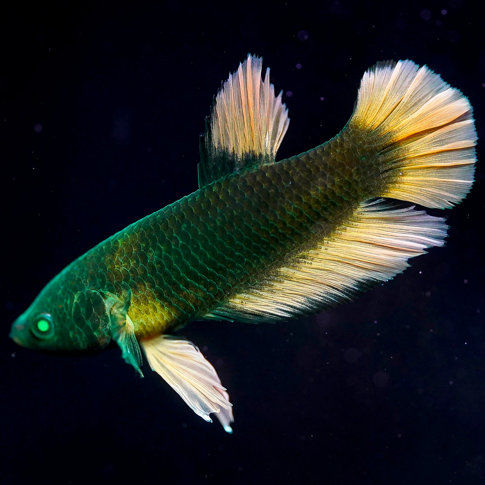 Emerald-Eyed Phantom Betta - Green & Mustard Roundtail Plakat WYSIWYG