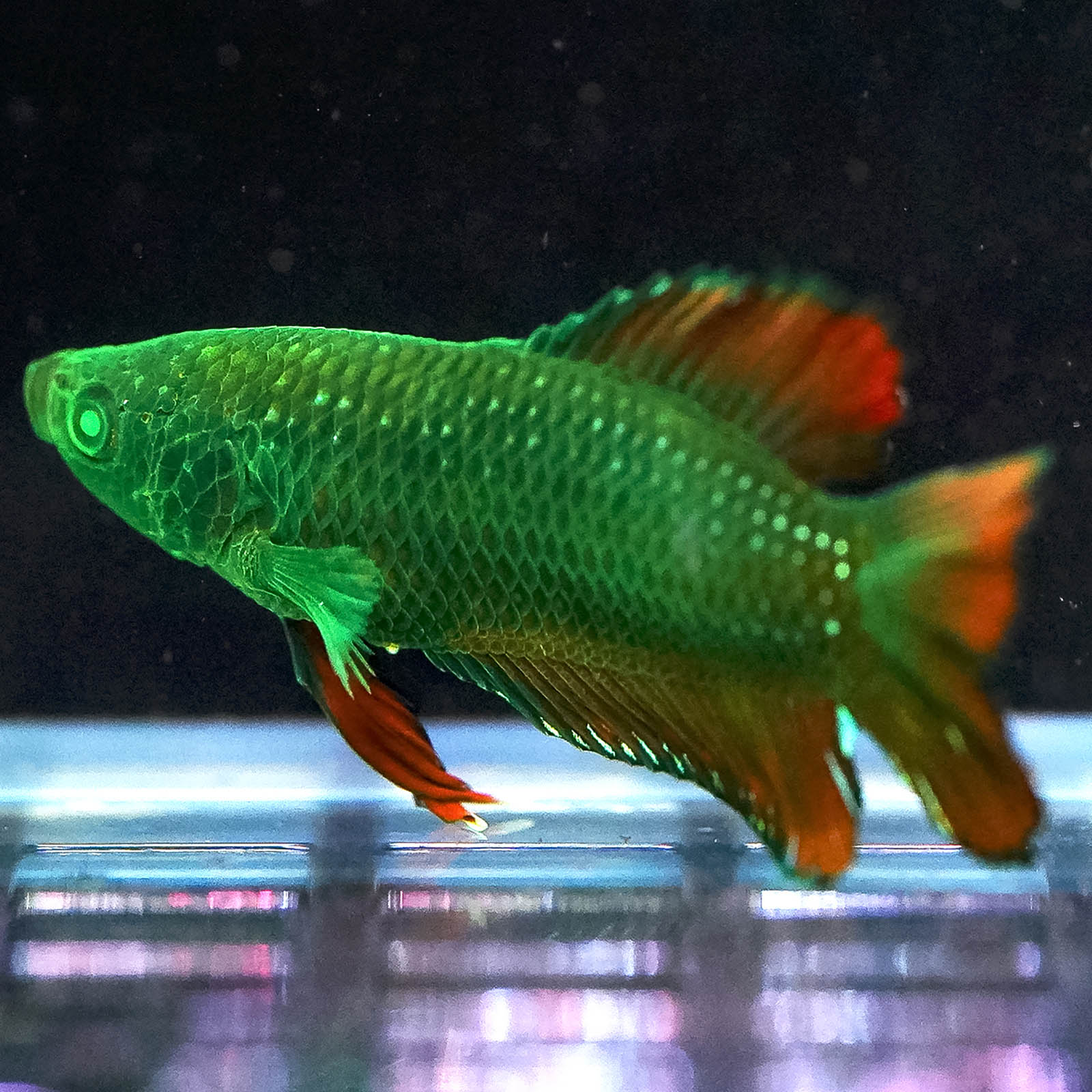 Emerald-Eyed Phantom Betta - Green & Red Doubletail Plakat WYSIWYG