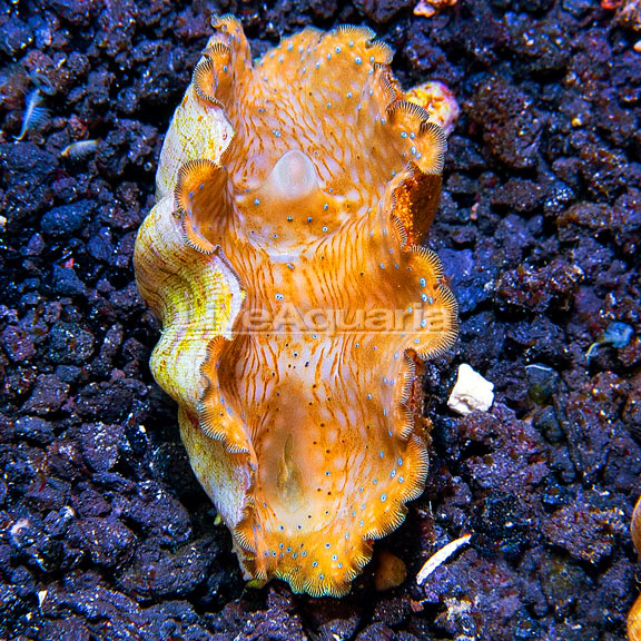 Gigas Clam, Aquacultured