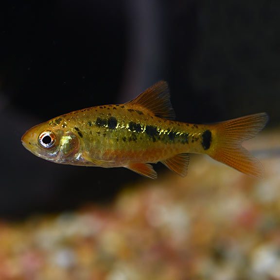 Goldfinned Barb