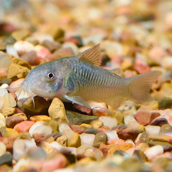 Green (Bronze) Aeneus Cory Cat 6pack and 12pack