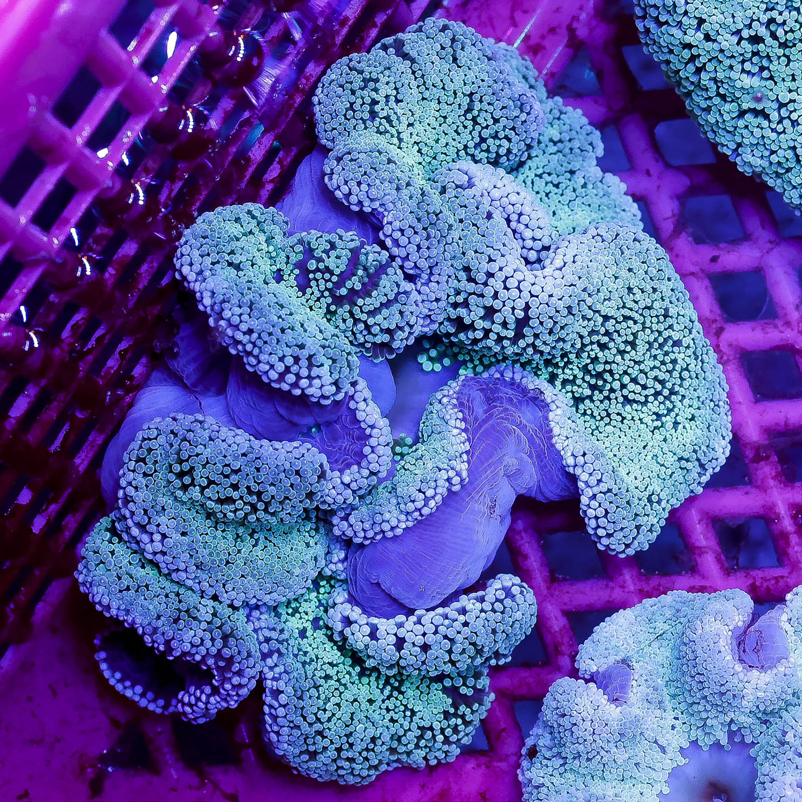 Haddon's Carpet Anemone 5" WYSIWYG