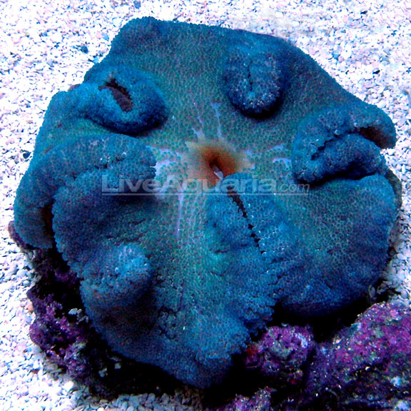Haddon's Carpet Anemone, Blue
