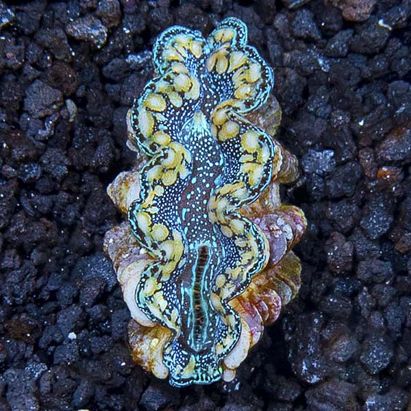 Hybrid Maxima Clam, Aquacultured