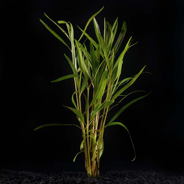 Hygrophila araguaia
