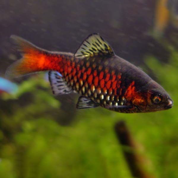 Odessa Barb