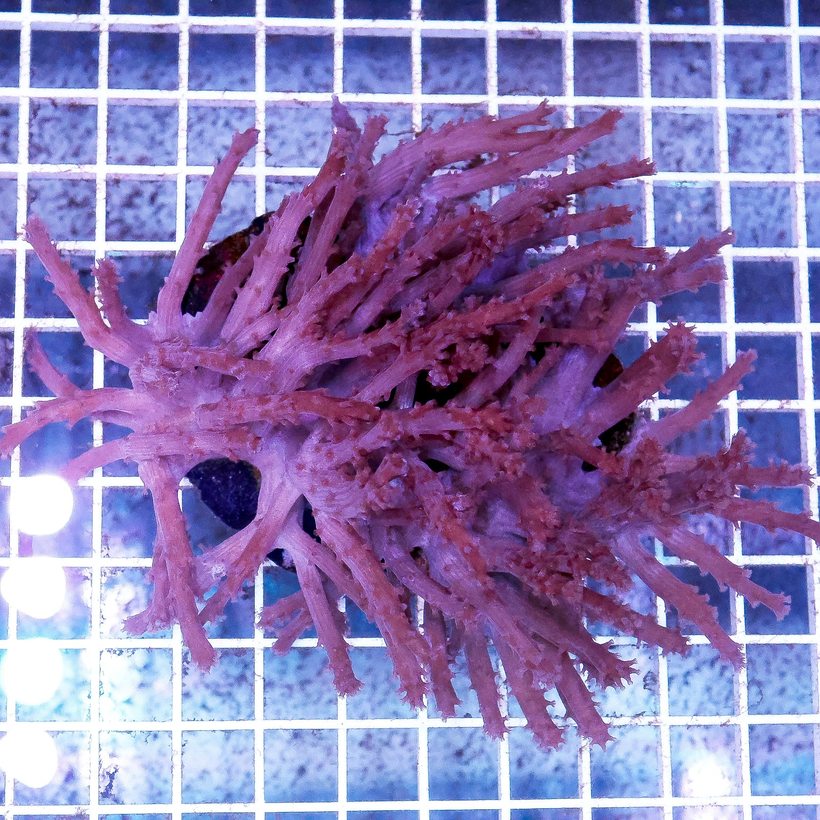 Paralemnalia Tree Coral