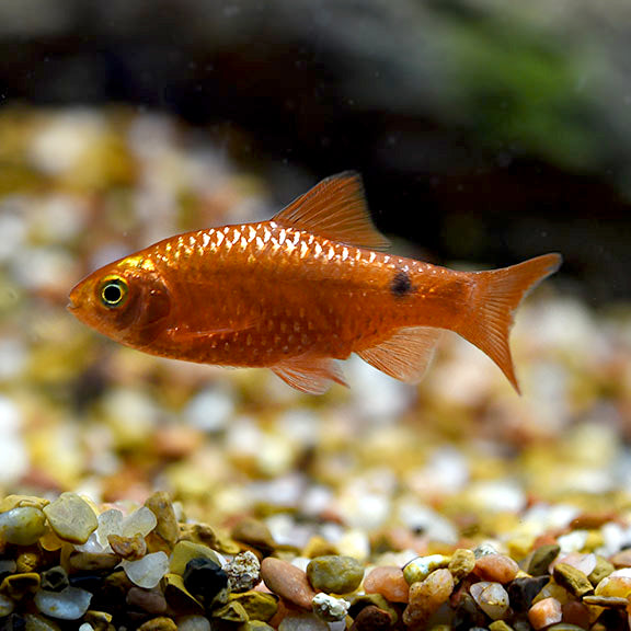 Rosy Barb, Male