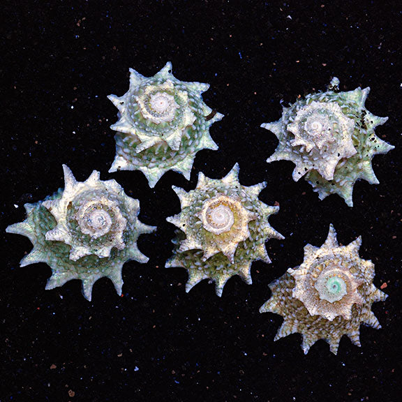 Spiny Star Astraea (Ninja Star Snail)