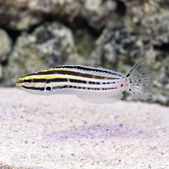 Striped Blenny