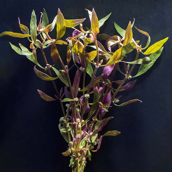 Telanthera Plant