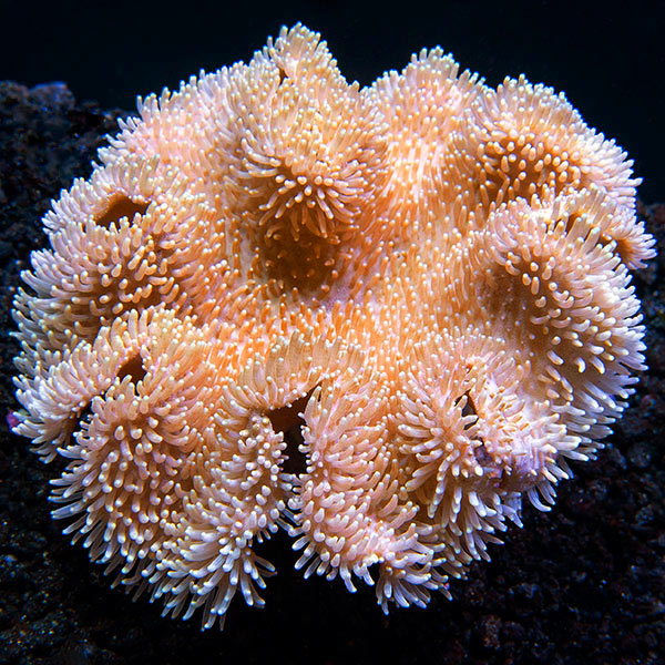 Toadstool Mushroom Leather Coral, Yellow & White