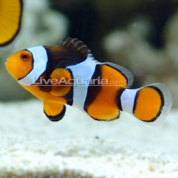 True Percula Clownfish